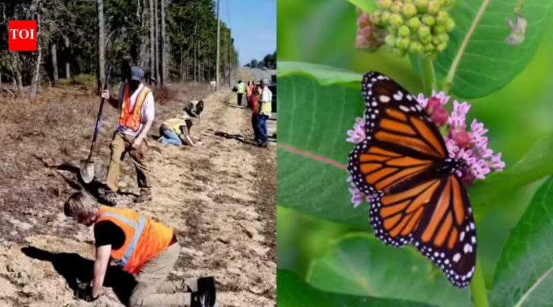 Florida is planting 15,000 milkweeds along highways to help monarch butterflies; the unused roadsides could become a 10,200-acre wildlife corridor