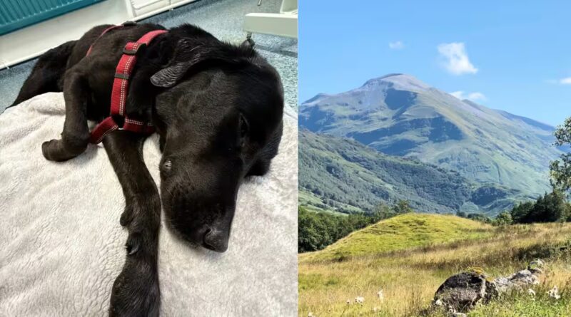 A dog ate marijuana on Scotland's highest mountain, got too high to stand and had to be carried down by mountain rescuers | World News