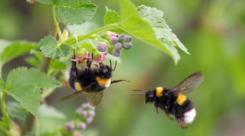 Scientists exposed bumblebees to low doses of a modern pesticide; the bees survived, but genes linked to producing the next generation began changing