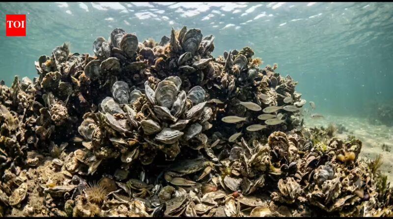 Florida returned half a million oyster shells to the Gulf of Mexico. The discarded shells became new reef habitat for marine life