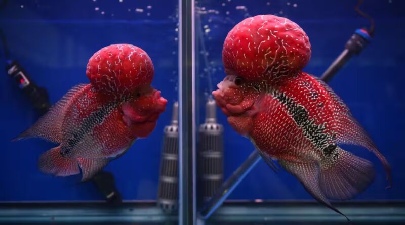 A human-bred aquarium fish prized for its bright colour and head hump has escaped into a Philippines crater lake, where scientists fear it may threaten native biodiversity