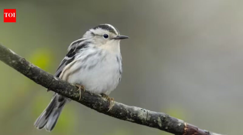 40 bird species were seen less often in New York when Canadian wildfire smoke increased, after scientists matched smoke pollution with 99,000 bird observations