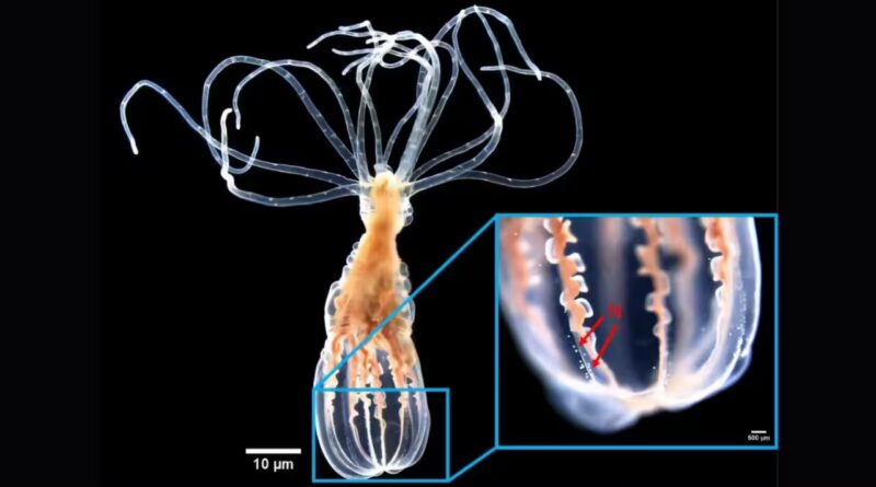 Scientists found that a sea anemone can distinguish helpful bacteria from harmful bacteria without antibodies or immune memory cells
