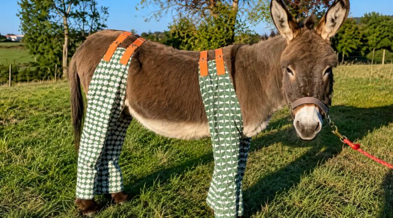 As temperatures soar, dozens of donkeys in UK are wearing pyjamas and 'don-gerees' to stop painful insect bites, and the clever reason is winning hearts | World News