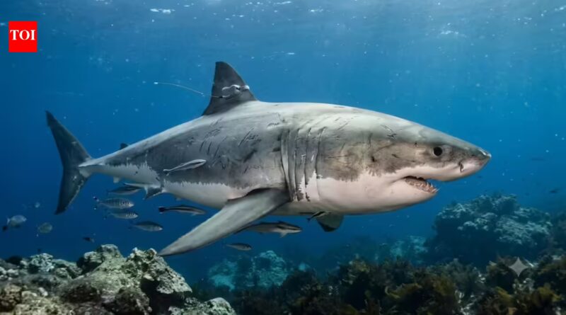 The largest male great white shark ever tagged in the Atlantic has resurfaced after travelling 7,000 miles; scientists say his journey is far from over | World News