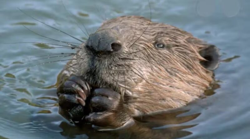 West London streets flooded annually with heavy rains: Local council was about to spend millions to fix the problem, then beavers did it for free