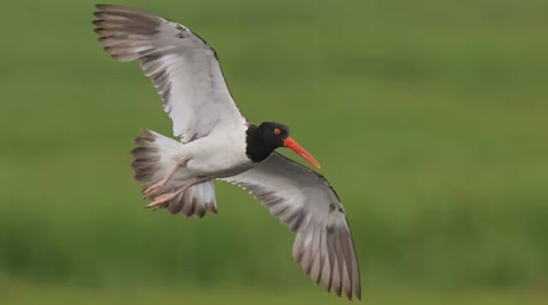 American oystercatchers were largely wiped out in New England: After a $10 million conservation push across 16 states, their numbers rose 45% along US coasts | World News