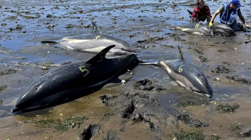 53 dolphins stranded in just two days in Massachusetts due to receding tides, now rescuers have safely returned 19 to the sea | World News