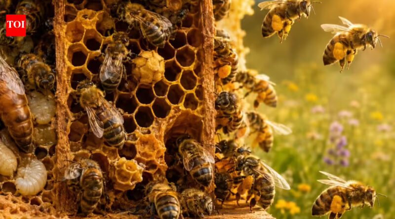 Scientists studying bee brains found clues to how colonies coordinate complex behaviour without a central controller, relying instead on many small individual decisions