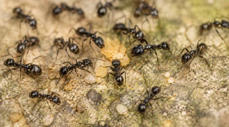 A Michelin-starred restaurant in South Korea served 49,000 ants as dessert garnish, owner faces jail | World News