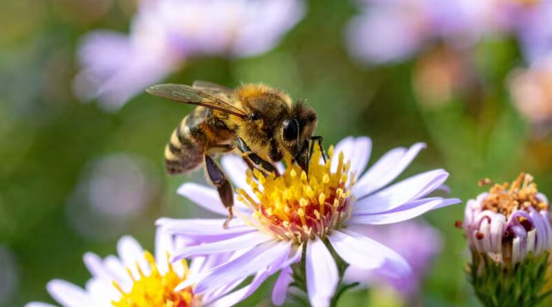 After two years of banning bee-harming pesticides, France allows their return, facing backlash from environmentalists | World News