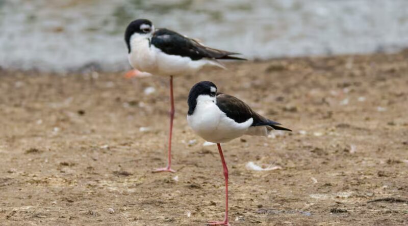 Hawaii had only 200 of these birds left. After 50 years of wetland restoration, more than 1,500 have returned