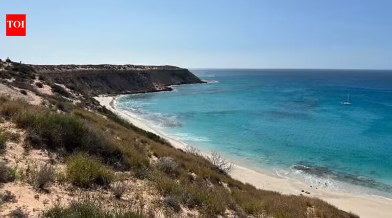 Feral cats erased 11 native species from this Australian island. Scientists are bringing back two truffle-eating marsupials to rebuild it |