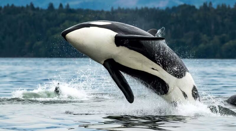 California is weighing state endangered-species protections for southern resident killer whales, a population of just over 70 animals threatened by noise, pollution and falling salmon prey