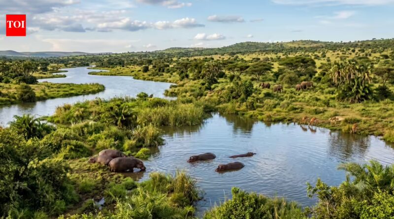 The Sahara Desert was once filled with rivers, giant lakes and hippos. Scientists explain why it turns green every 20,000 years | World News