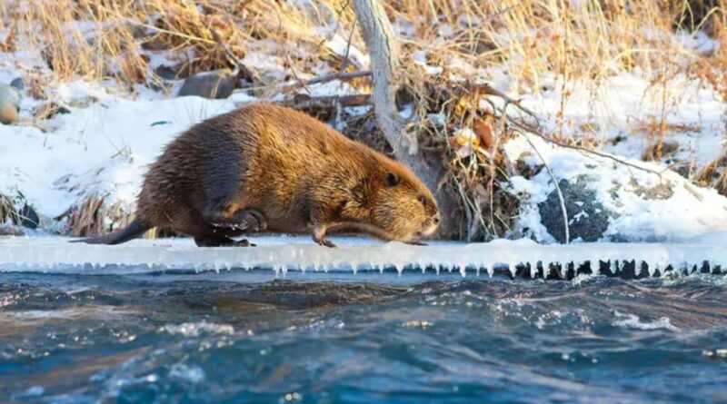 Arctic: Climate change is making Beavers expand into Canada's Arctic, where their dams are changing the landscape