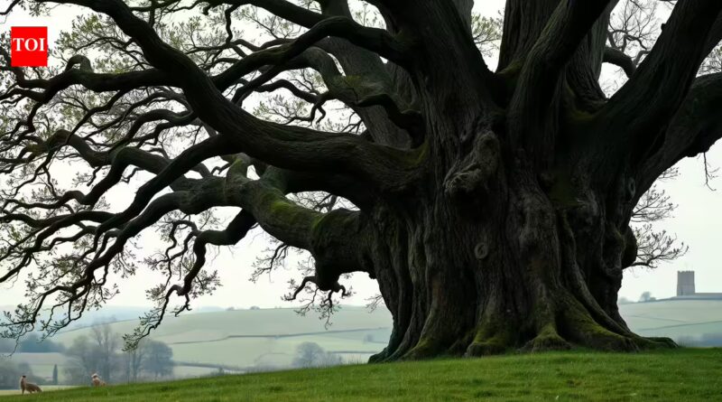 This oak tree survived a World War II bomber crash nearly 80 years ago. Now it is competing for Tree of the Year | World News