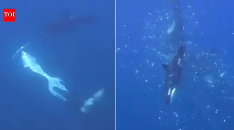 Orcas in the Gulf of California were filmed using a coordinated ramming technique that made a giant sunfish break into thousands of pieces, possibly to help a juvenile feed
