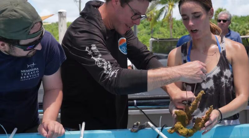Florida scientists bring endangered elkhorn coral ashore fearing another heatwave could drive it to extinction | World News