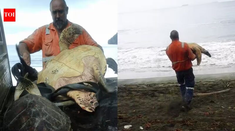In 2015, two men bought live sea turtles from a Papua New Guinea food market and set them free instead of letting them become food | World News