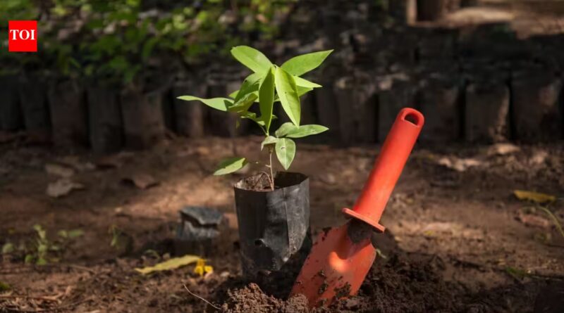 Bangladesh plans to plant 250 million trees in five years; conservationists warn the wrong trees could damage entire ecosystems