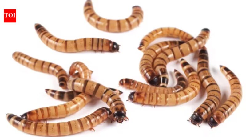 Scientists tested pet-store 'superworms' on animal specimens and found the beetle larvae can clean skeletons for museums without harsh chemicals or bone damage