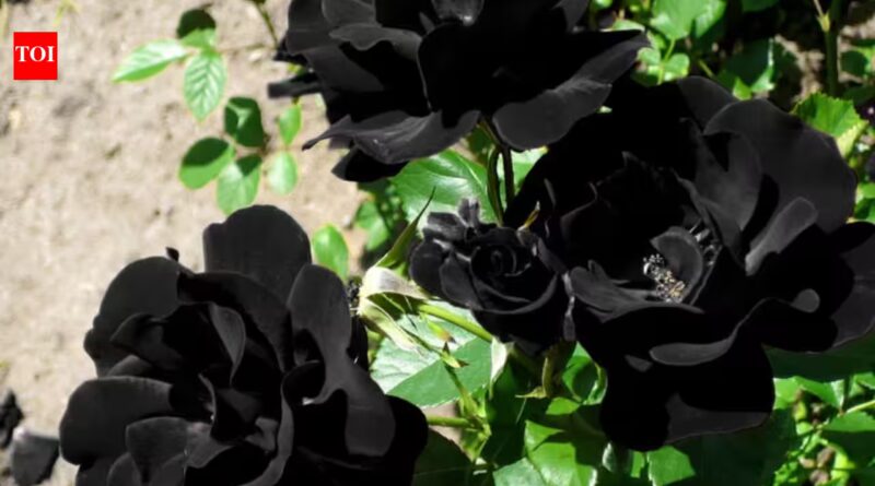 These rare 'black roses' grow naturally in only one region of Turkey, and this natural wonder is known as 'Louis XIV | World News