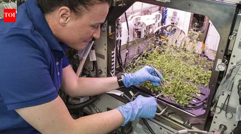 After growing plants in space for years, NASA research could help astronauts grow medicines on demand, starting with tobacco and a harmless virus |