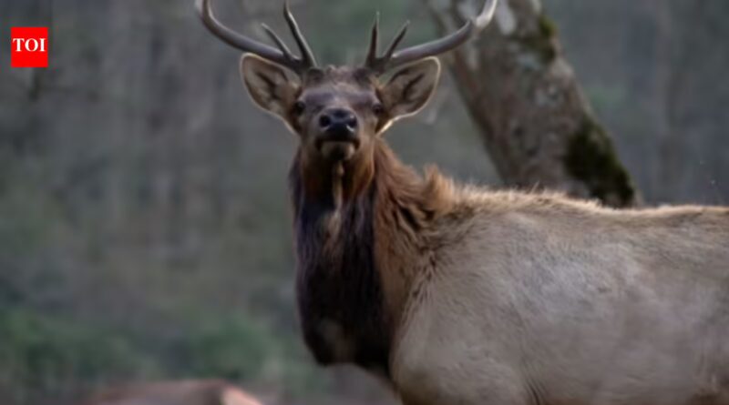 North Carolina: North Carolina spent 25 years rebuilding an elk population that had disappeared from the state; in 2027, it will allow its first limited hunt with just two permits