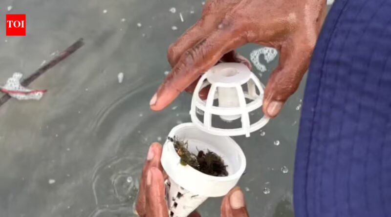 Thailand is placing young seagrass inside 3D-printed shelters because waves and hungry animals destroy it before it can grow