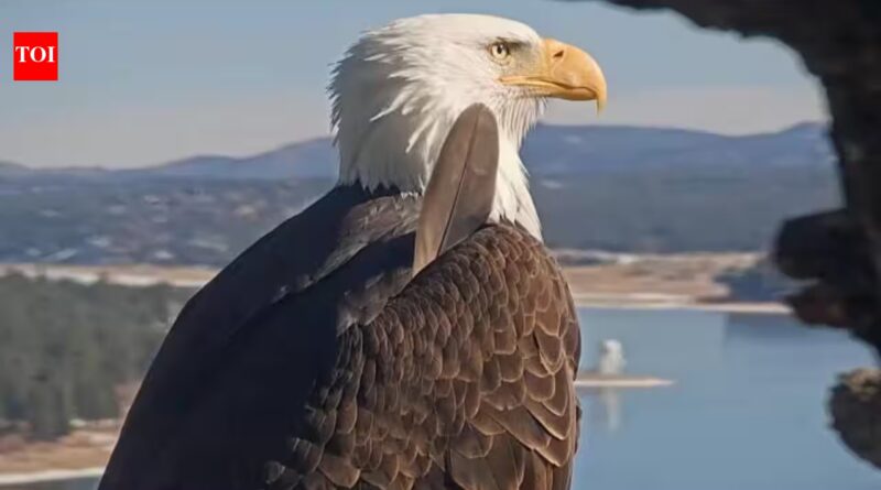 Big Bear bald eagle Jackie's health update: Lead poisoning ruled out, bright and strong but critical after life-saving blood transfusion