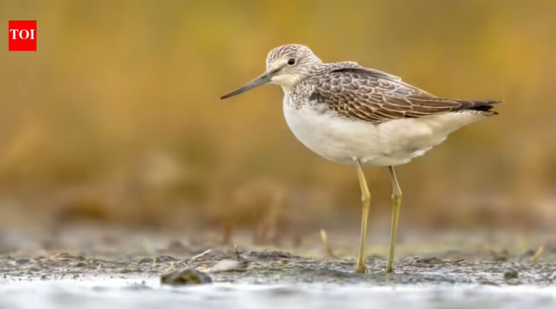 In the 1980s, Scotland planted commercial trees across parts of a 9,000-year-old peatland; decades later, conservationists are removing them to protect wildlife and keep its stored carbon in the ground