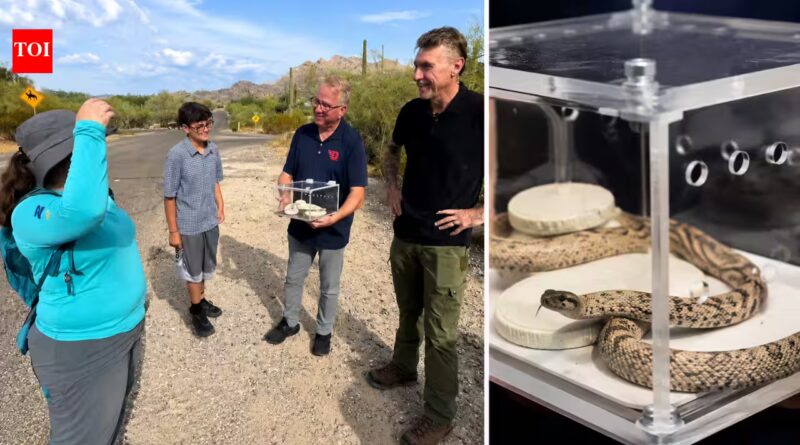 Retired police officer discovers an exceptionally rare white rattlesnake in Arizona, “once-in-a-lifetime” find | World News