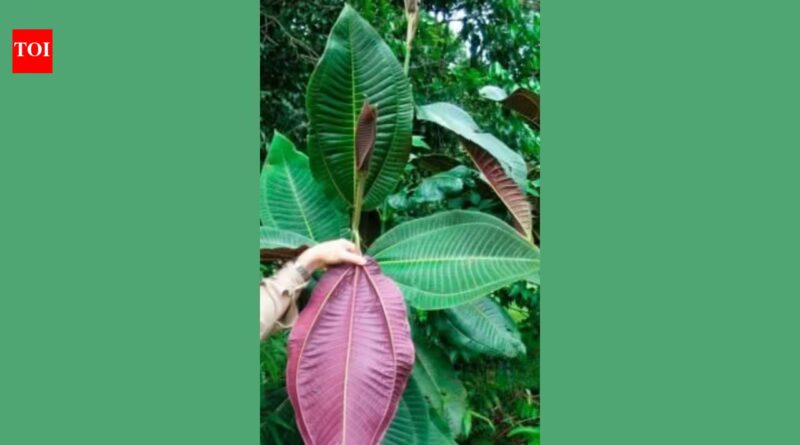 In 1937, a botanical garden in Tahiti planted an ornamental tree; today, a single tree can produce 8.9 million seeds and threaten Queensland’s World Heritage rainforests