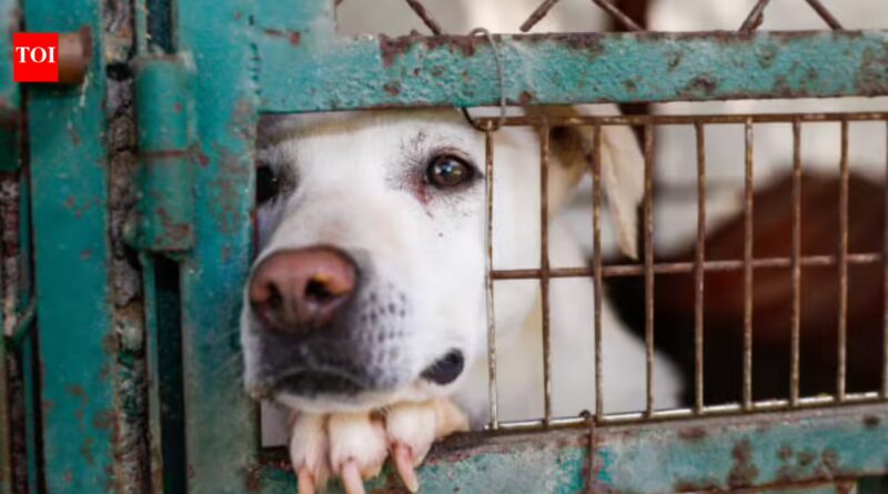 California woman who ran fake animal rescue left dogs to die in a hot car; freed by court without bail | World News