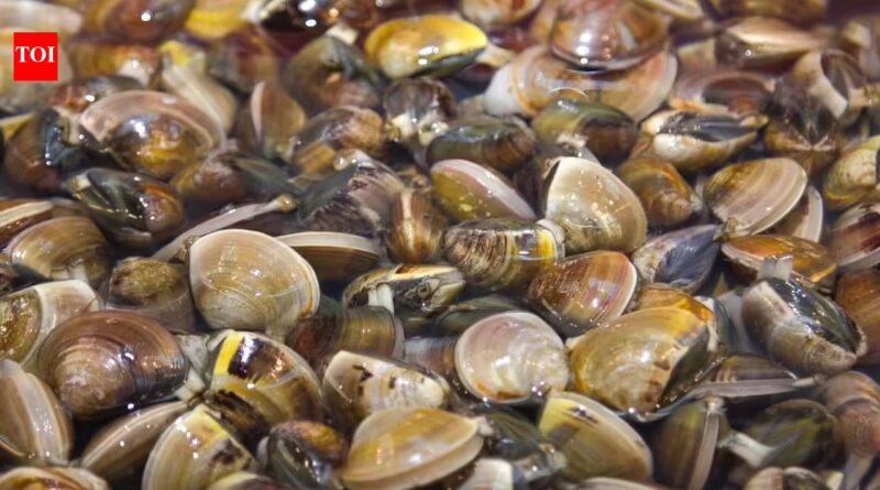 In 1988, zebra mussels arrived in North America through a ship’s ballast water; within 10 years, they had spread across all five Great Lakes