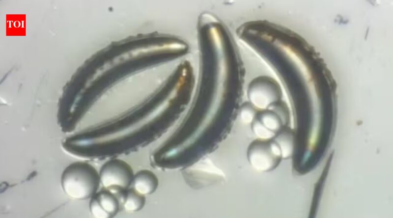 Scientists thought insects could never survive the deep ocean because their air-filled bodies would implode, but lake fly larvae in Africa's Lake Malawi are proving them wrong