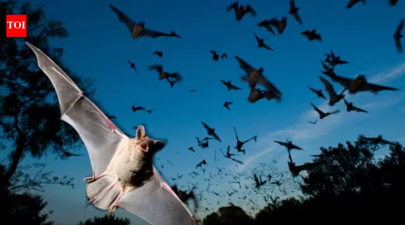 Scientists found that Japanese horseshoe bats living together in crowded colonies solve a noisy sonar problem by gradually shifting their echolocation calls to match each other's frequency