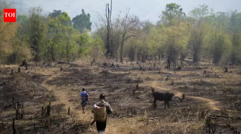Slash-and-burn farming was blamed for destroying rainforests, but a study of 18,000 forest patches found community rules can limit clearing and allow trees to return