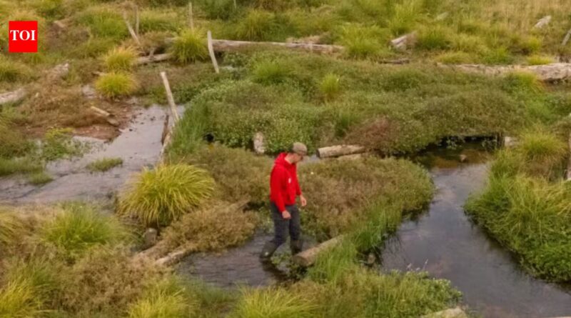 Conservationists filled in 1.2km of a man-made river channel and allowed the water to spread naturally; the new Somerset wetland is now attracting rare wildlife