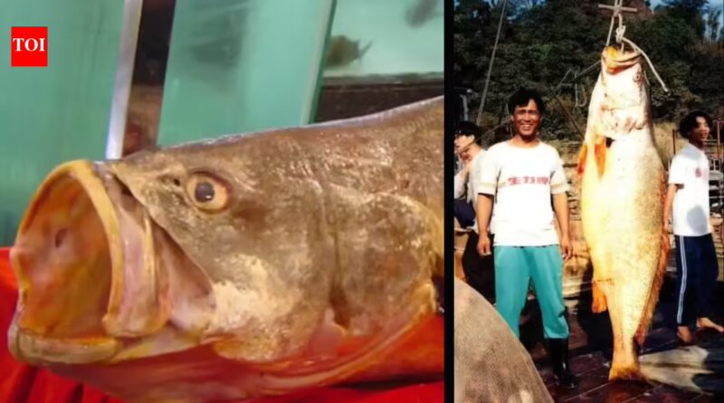 The Chinese bahaba, a critically endangered fish nicknamed the 'Panda of the Sea,' was missing from Hong Kong for over a decade, until its DNA gave it away