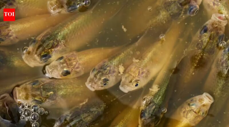 Calgary: A stormwater pond in Calgary appears filled with Prussian carp; the invasive fish can produce all-female clone-like offspring and spread through drainage routes