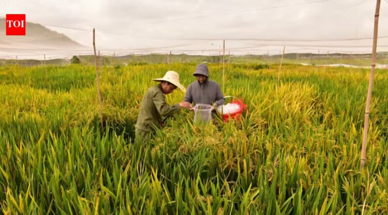 China’s new hybrid rice can preserve its high-yield traits across generations, potentially allowing farmers to replant seeds instead of buying new ones every year