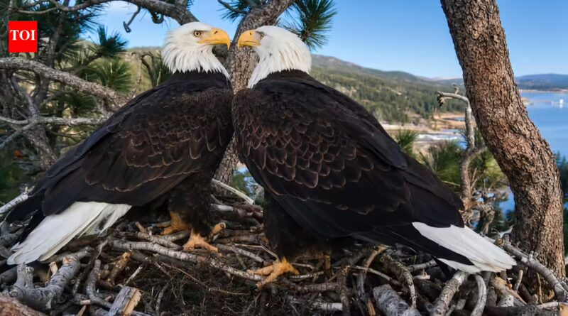 Bald eagle couple Jackie and Shadow's viral livestream raised $10 million to save their California forest home from luxury development | World News