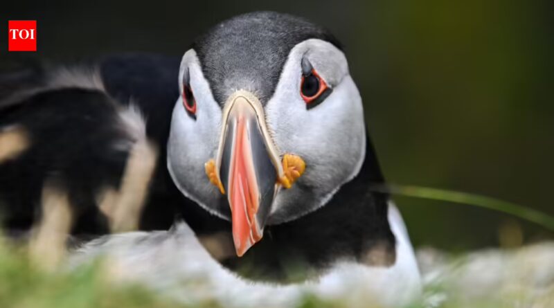 First puffin chick in 30 years just emerged from England's south coast after 15 weeks of careful monitoring, giving new hope to the country's last mainland colony |