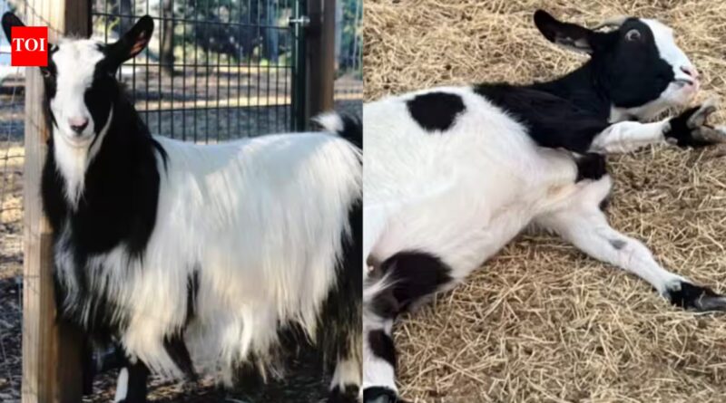 A baby goat jumps from a small staircase, freezes with all four legs stiff and topples over; an inherited muscle condition explains why
