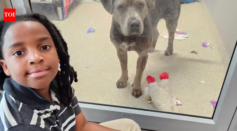 Meet Nehemiah Turner: The 11-year-old Florida boy who spent more than 100 hours reading to shelter animals and changed countless lives by helping anxious pets find forever homes | World News