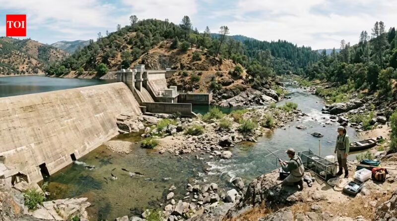 This California river once carried thousands of salmon every year. A 1942 dam changed it forever, and scientists are still trying to bring them back | World News