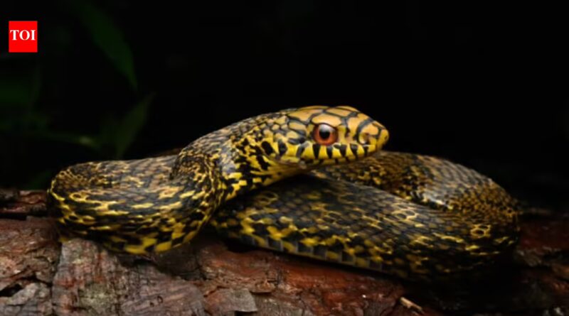 The nonvenomous king ratsnake eats deadly cobras and vipers; scientists have now mapped its genome to investigate how it survives their venom