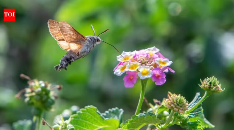 Hummingbird hawkmoths may have their own version of being left-handed or right-handed, using one preferred eye and one side of their long proboscis together to search flowers